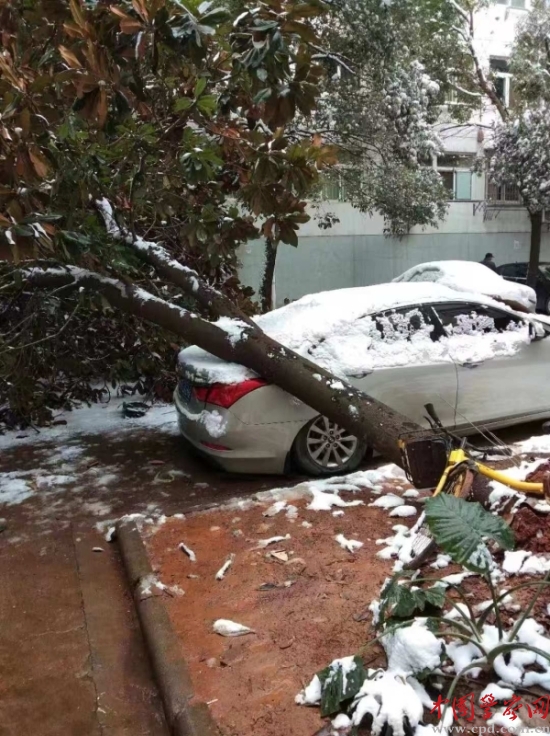 大树被雪压倒砸到居民的车上 通讯员 李丹 摄